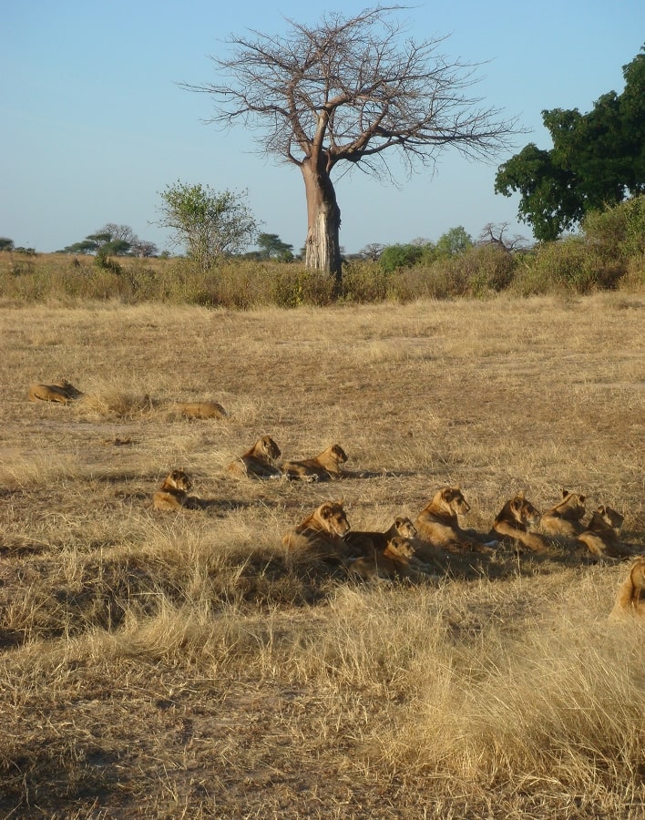 Destination reve safaris | Safari Tanzanie | Voyage Tanzania | Trek Kilimanjaro