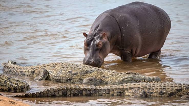 Hippos et crocodiles